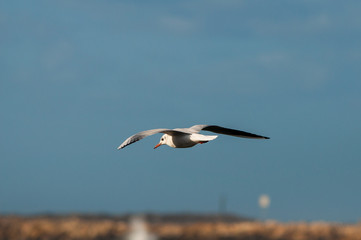 Seagull, blue sky