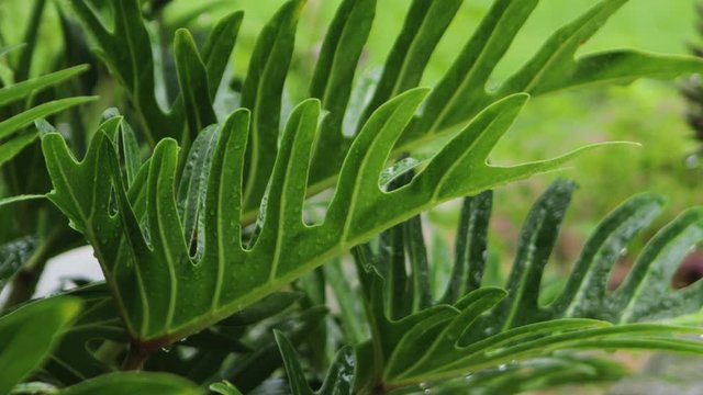 Rain falls on the leaves, resulting in freshness.
