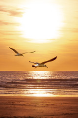 

seagull couple, blue sky