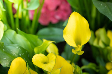 The background image of the colorful flowers