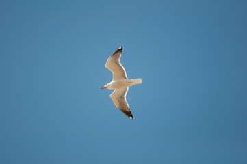 Obraz premium Seagull, blue sky