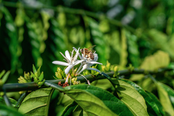 Flower of arabica and Robusta tree in Coffee plantation, Buon Me Thuot or Buon Ma Thuot, Dak Lak, Vietnam.