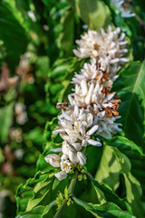 Flower of arabica and Robusta tree in Coffee plantation, Buon Me Thuot or Buon Ma Thuot, Dak Lak, Vietnam.