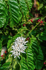 Flower of arabica and Robusta tree in Coffee plantation, Buon Me Thuot or Buon Ma Thuot, Dak Lak, Vietnam.