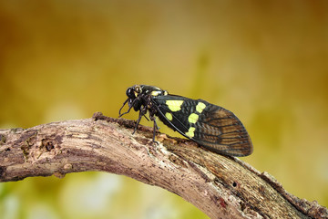 Cicada : Butterfly cicadas with broad multicolor wings. Green and blue color butterfly-wings cicada (Gaeana cheni) is a cicada species from China and Southeast Asia (Thailand, Myanmar) Selective focus