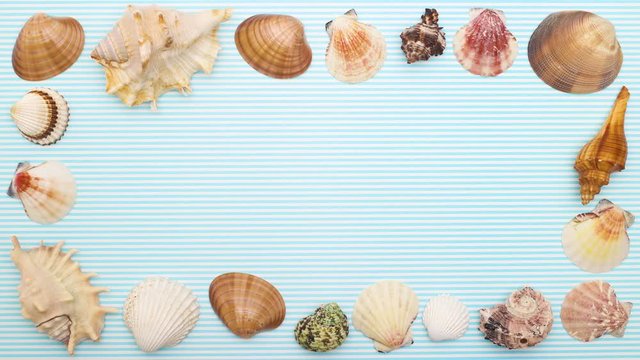Seashells frame for summer on blue background - Stop motion 