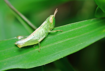 green grasshopper is masked among green leaves in sunny