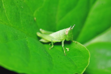 green grasshopper is masked among green leaves in sunny