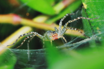 Macro Photography of Jumping Spider on Green Leaf for background