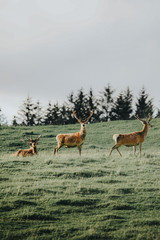 A herd of deer in a meadow