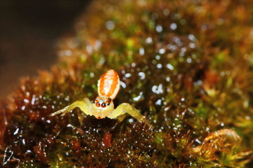 Macro Photography of Jumping Spider on old moss in nature for background