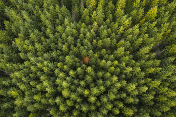 Fototapety  Drone view of coniferous forest