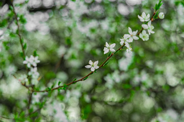 garden foliage beautiful nature scenic post card view of white flower bloom on tree in April spring