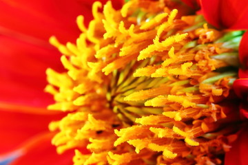 macro red zinnia flowers in the garden