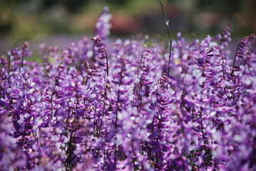 close up of lavender flowers