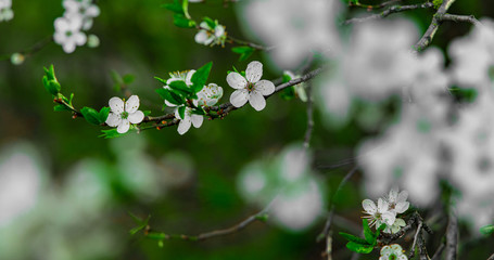 beautiful nature April bloom white flower vivid green tree foliage in garden scenic view post card wallpaper