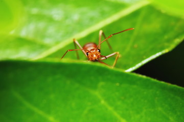 Ant action standing on tree branch in the morning for background
