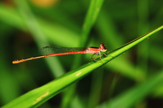 Macro picture of dragonfly in the nature for background