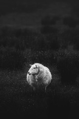 Sheep in a meadow in black and white