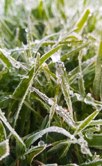 Dew/frost on grass