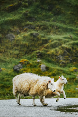 A sheep and a lamb in national park