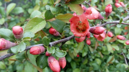 Blooming bright red and pink flowers of Japanese quince, Chaenomeles after rain. Photo without retouching. Life goes on!