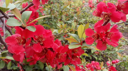 Blooming bright red and pink flowers of Japanese quince, Chaenomeles. Photo without retouching. Life goes on!