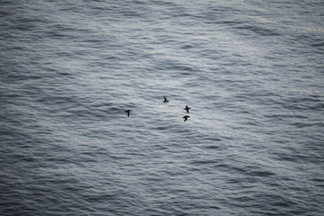 Birds flying over the sea