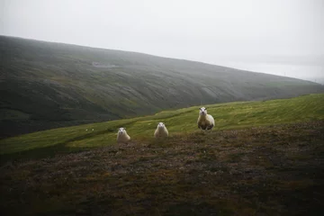 Selbstklebende Fototapeten Sheep on the hills © rawpixel.com