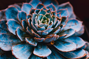 Succulent plant closeup