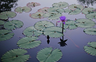 Pretty small purple lotus flower in canal after sunset.