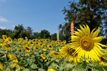 Obraz premium Shining yellow sunflower is getting the morning sun.