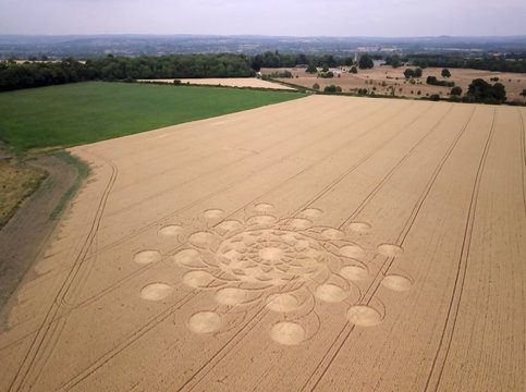 Crop circle in  wheat field