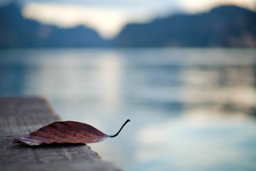 Dry brown leave on the wood plate near river during the sun is setting down.