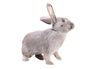 Close-up side view of a gray rabbit in white background