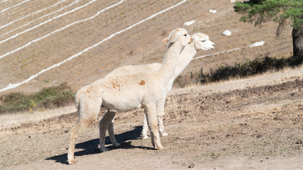 Two standing white alpaca