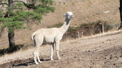 A standing white alpaca