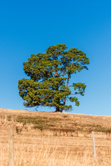 A tree on blue sky background