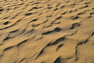 西日に照らされて輝く砂丘の風紋＠鳥取