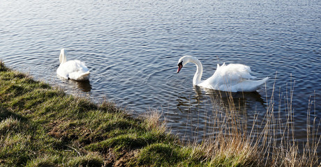 Swans on a lake