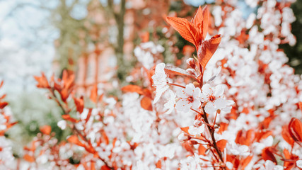 Japanese cherry blossoms