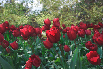 Fototapeta premium Field of tulips