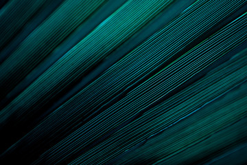 Abstract lights in a color leaf