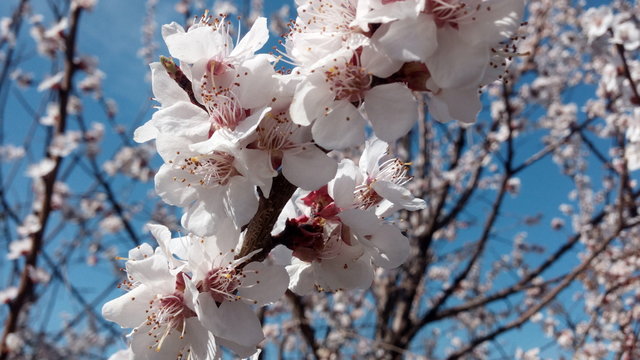 Apricot flowers. Life in Ukraine goes on despite the war!  Snow on the branches. Life goes on in Ukraine!