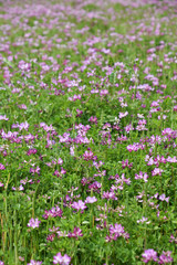 れんげ草畑　鹿児島県　出水市