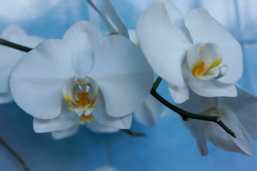 white orchid on blue background. Dendrobium bigibbum, commonly known as the Cooktown orchid or mauve butterfly orchid, is an epiphytic or lithophytic orchid in the family Orchidaceae