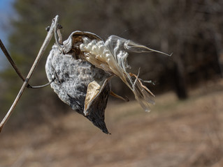 Milkweed in spring ready to disperse seeds from its grey pod (Asclepias)