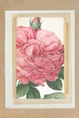 Vintage rose drawing