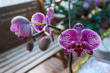 Dendrobium bigibbum, commonly known as the Cooktown orchid or mauve butterfly orchid, is an...