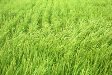 Fototapeta na wymiar 風に揺れる稲